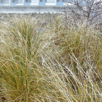 noch mehr Gr&auml;ser