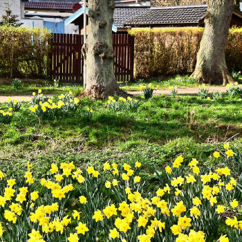 Bl&uuml;mchen &uuml;ber Bl&uuml;mchen